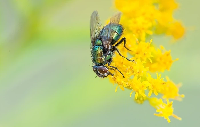 fly-4593271280 fly-4593271280